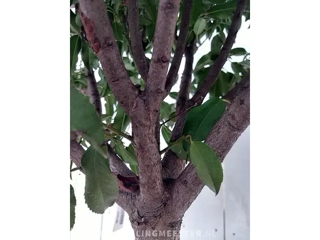 Portugese laurierkers, prunus lusitanica 'angustifolia' - afbeelding 5 van  9