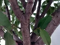 Portugese laurierkers, prunus lusitanica 'angustifolia' - afbeelding 5 van  9