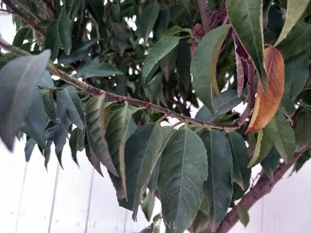 Portugese laurierkers, prunus lusitanica 'angustifolia' - afbeelding 6 van  9