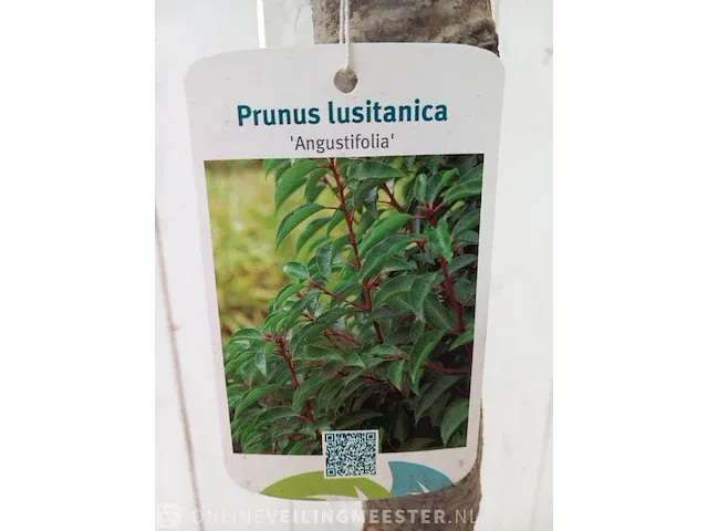 Portugese laurierkers, prunus lusitanica 'angustifolia' - afbeelding 7 van  9