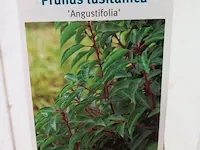 Portugese laurierkers, prunus lusitanica 'angustifolia' - afbeelding 7 van  9