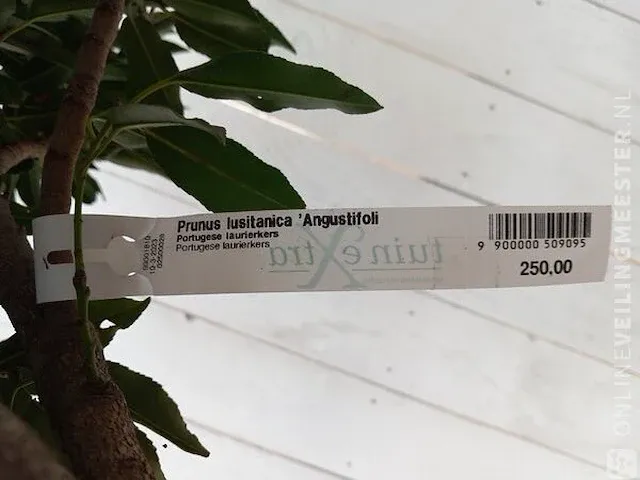 Portugese laurierkers, prunus lusitanica 'angustifolia' - afbeelding 9 van  9
