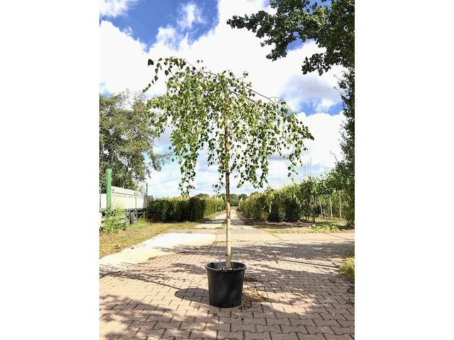 Prieelberk betula 'youngii', prieelboom, witte stam, ca. 200 cm stamhoogte - afbeelding 1 van  1