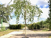 Prieelberk betula 'youngii', prieelboom, witte stam, ca. 200 cm stamhoogte - afbeelding 1 van  1