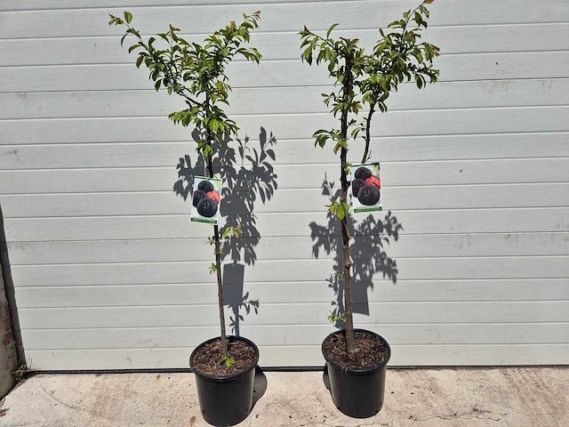 Pruimenboom - fruit tree - prunus domestica - hoogte ca. 170cm - afbeelding 1 van  4