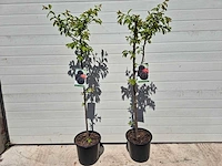 Pruimenboom - fruit tree - prunus domestica - hoogte ca. 170cm - afbeelding 1 van  4