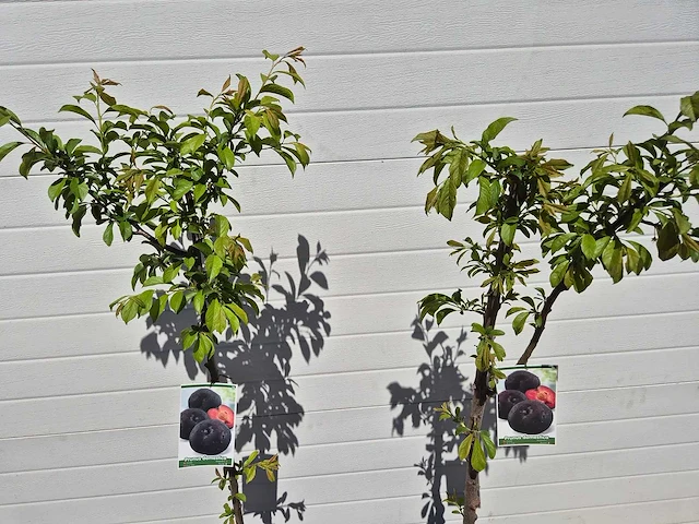 Pruimenboom - fruit tree - prunus domestica - hoogte ca. 170cm - afbeelding 2 van  4