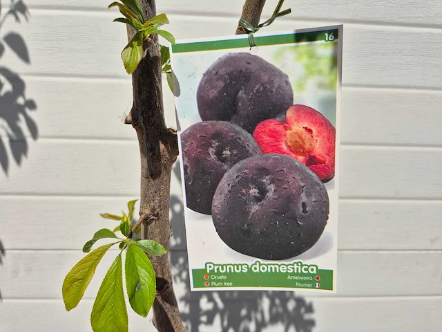 Pruimenboom - fruit tree - prunus domestica - hoogte ca. 170cm - afbeelding 3 van  4
