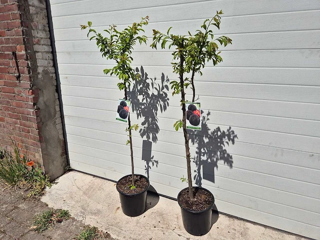 Pruimenboom - fruit tree - prunus domestica - hoogte ca. 170cm - afbeelding 4 van  4