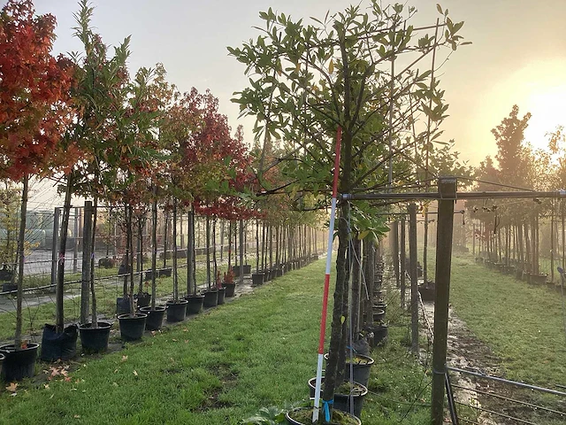Prunus - leiboom (3x) - afbeelding 1 van  3