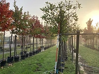 Prunus - leiboom (3x) - afbeelding 1 van  3