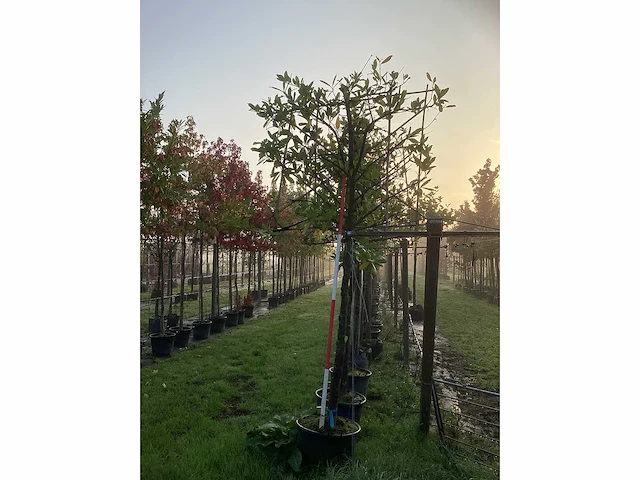 Prunus - leiboom (3x) - afbeelding 2 van  3