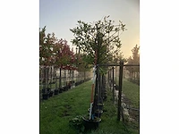 Prunus - leiboom (3x) - afbeelding 2 van  3
