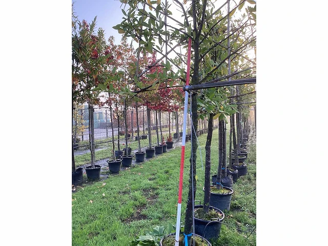 Prunus - leiboom (3x) - afbeelding 3 van  3