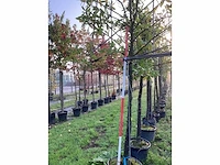 Prunus - leiboom (3x) - afbeelding 3 van  3