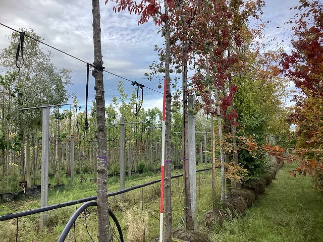 Prunus - parkboom - afbeelding 1 van  3