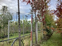 Prunus - parkboom - afbeelding 1 van  3