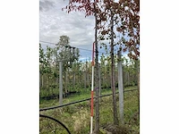 Prunus - parkboom - afbeelding 2 van  3