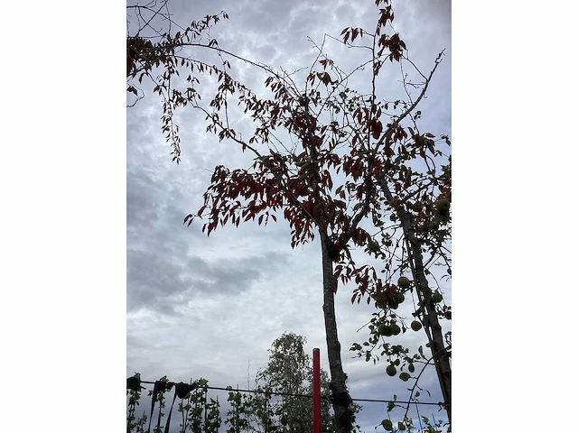 Prunus - parkboom - afbeelding 3 van  3