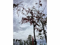 Prunus - parkboom - afbeelding 3 van  3