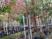 Prunus - parkboom - afbeelding 1 van  3