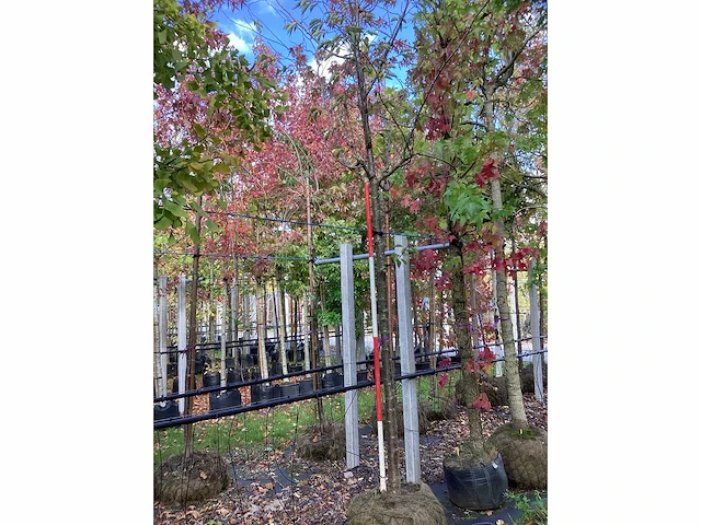 Prunus - parkboom - afbeelding 2 van  3