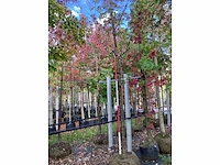 Prunus - parkboom - afbeelding 2 van  3