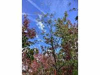 Prunus - parkboom - afbeelding 3 van  3