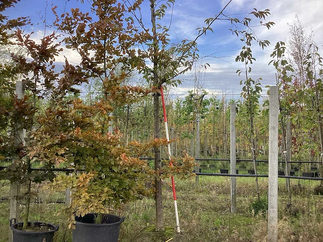Prunus - sierboom - afbeelding 1 van  4