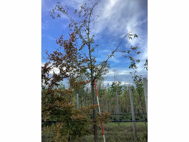 Prunus - sierboom - afbeelding 2 van  4