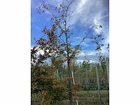 Prunus - sierboom - afbeelding 2 van  4