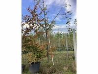 Prunus - sierboom - afbeelding 3 van  4