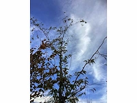 Prunus - sierboom - afbeelding 4 van  4