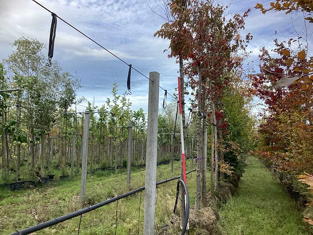 Prunus - sierboom - afbeelding 1 van  3