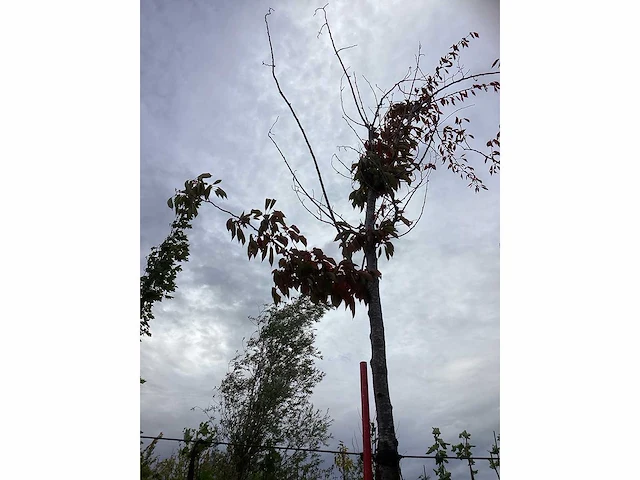 Prunus - sierboom - afbeelding 2 van  3