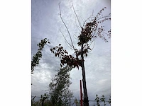 Prunus - sierboom - afbeelding 2 van  3