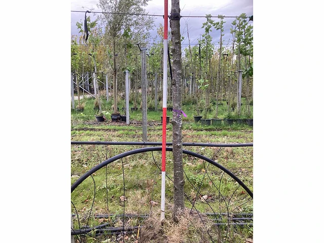Prunus - sierboom - afbeelding 3 van  3