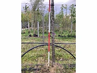 Prunus - sierboom - afbeelding 3 van  3