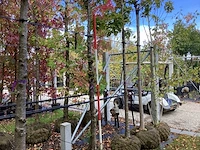 Prunus - vormboom - afbeelding 1 van  3