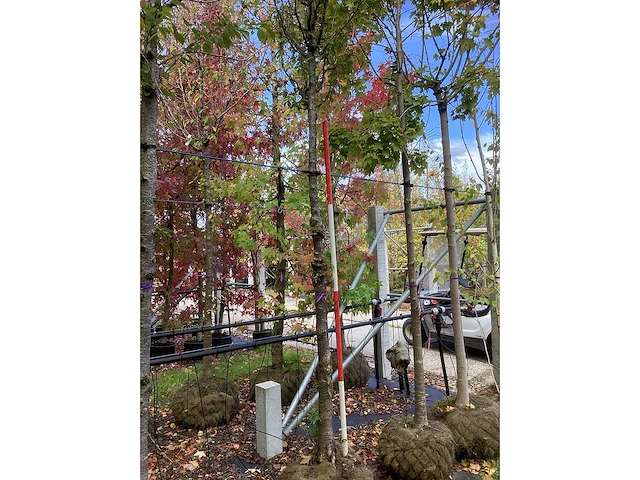 Prunus - vormboom - afbeelding 2 van  3