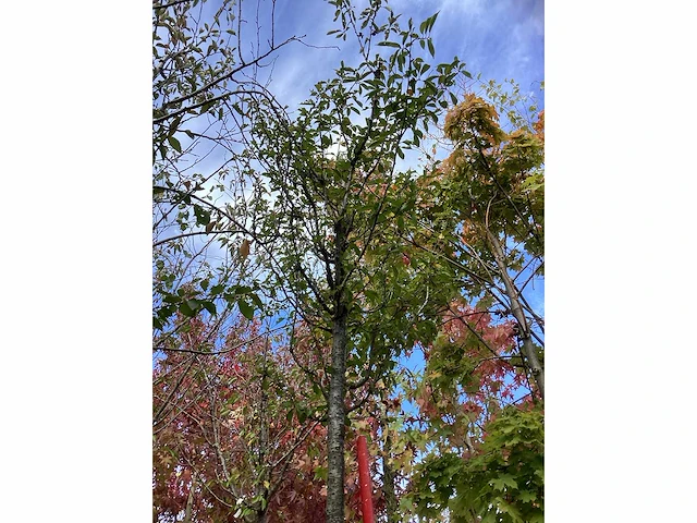 Prunus - vormboom - afbeelding 3 van  3