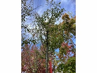 Prunus - vormboom - afbeelding 3 van  3