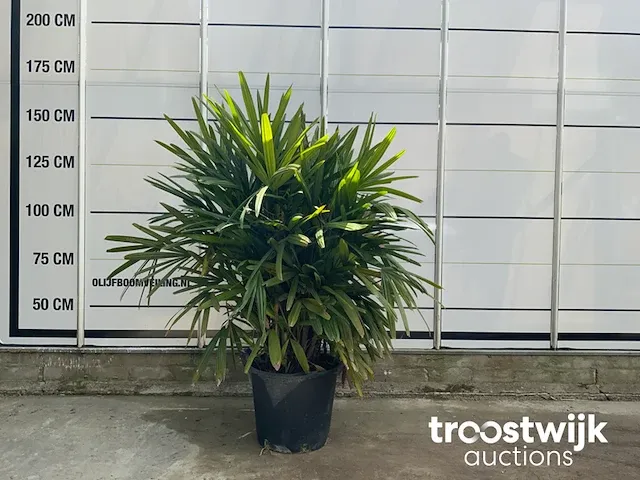 Raphis excelsa - afbeelding 1 van  6