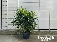Raphis excelsa