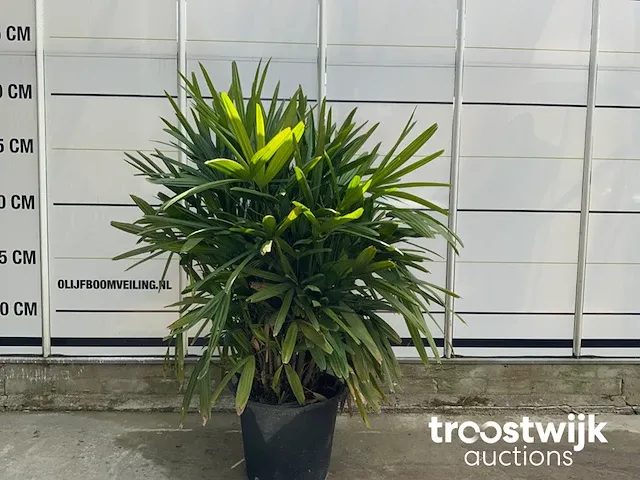 Raphis excelsa - afbeelding 2 van  6