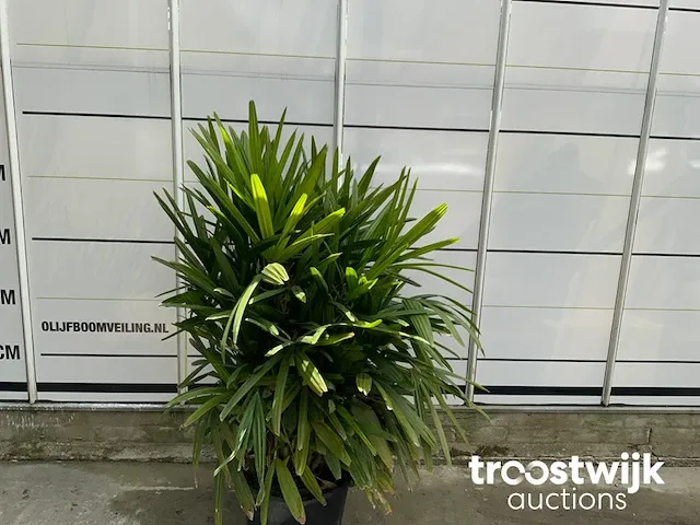 Raphis excelsa - afbeelding 3 van  6