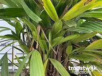 Raphis excelsa - afbeelding 4 van  6
