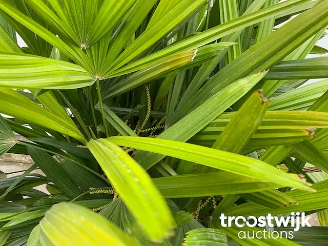 Raphis excelsa - afbeelding 5 van  6