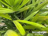 Raphis excelsa - afbeelding 5 van  6