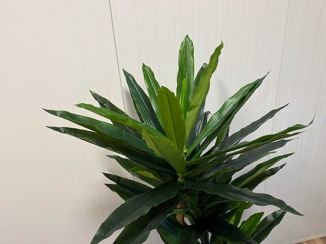 Real touch dracaena tree kunstplant (2x) (190cm hoog) - afbeelding 8 van  10